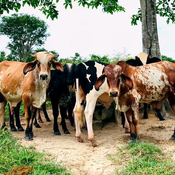 vacas no pasto