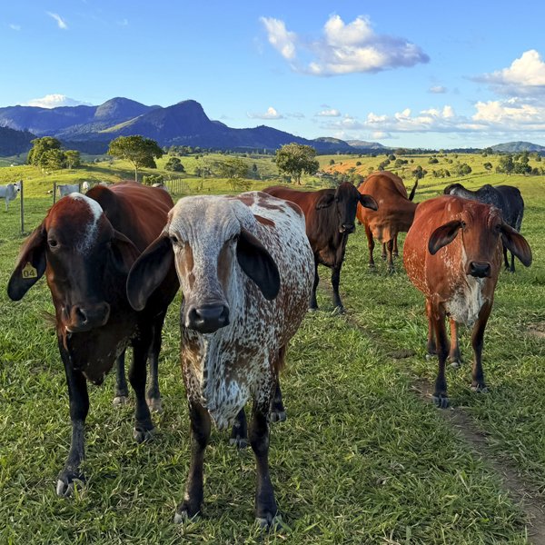 vacas no pasto