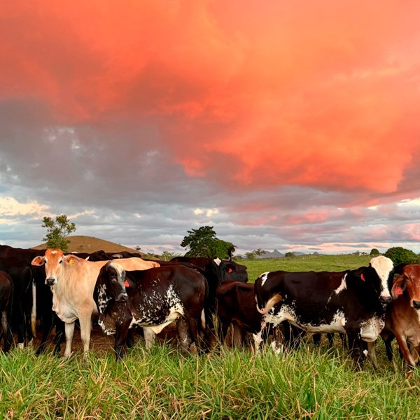 vacas no pasto