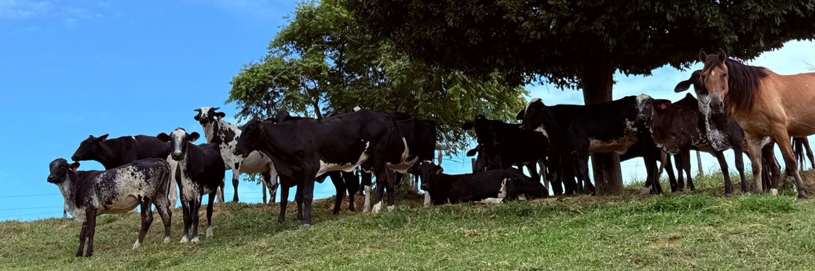 Novilhas no Pasto
