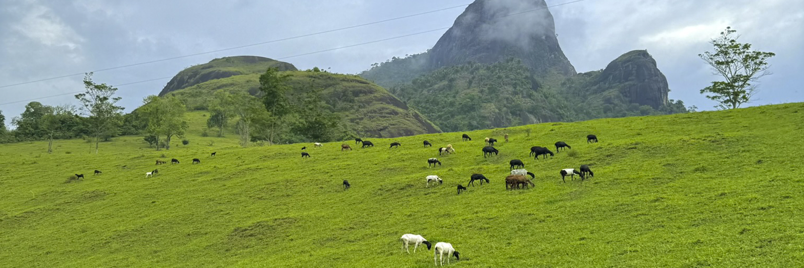 Ovelhas no Pasto